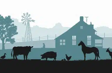 Plasma Develops Dynamic Solution for Online Livestock Trading